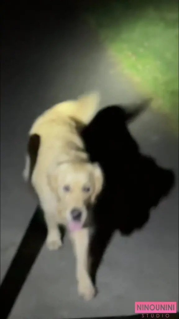 BLIND TASTING (DOG + HORSE + HUMAN SHIT) UNCENSORED EDITION